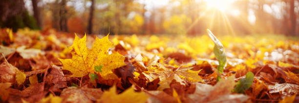 istock Trees with multicolored leaves on the grass in the park 1271735582