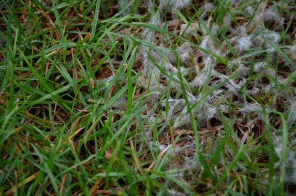 sous le nom de moisissure de neige, il y a deux maladies de la pelouse, se produisant en hiver et au printemps. excès de matière organique, neige sur une végétation non gelée, couverture neigeuse de longue durée, temps humide de longue durée - under the weather photos et images de collection