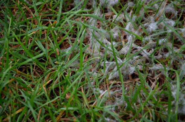 Under the name of snow mold, there are two diseases of the lawn, occurring in winter and spring. Excess organic matter, snow on unfrozen vegetation, long-lasting snow cover, long-lasting humid weather mold, typhula, incarnata, ishikariensis, disease, lawn, organic, matter, snow, unfrozen, vegetation, long, lasting, cover, humid, weather, grass, cobwebs, spider, web, white, summer, winter, frost, ice, fungi, fungus, mushrooom, fibers, spore, destroy, new, old, fungicide, spray, pathogen, tolerant, mycelium, covered, spraying, broad, spectrum, dig, dead, surface, aerate, air, wet destroyer photos stock pictures, royalty-free photos & images