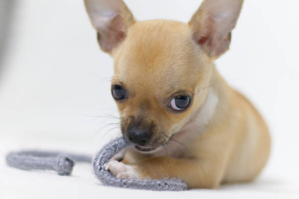 istock Small Chihuahua Puppy Dog 1271736461