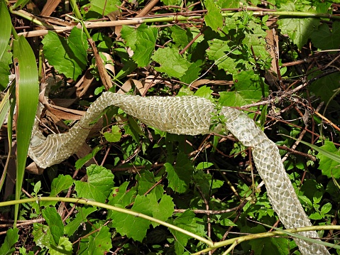Serpiente derramando piel sobre ramas rodeadas de hojas photo