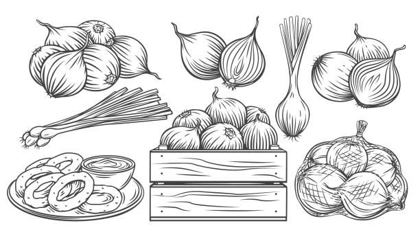 Onion outline drawn monochrome icon Onion outline drawn monochrome icon set. Pile of onion bulbs, packed in net bag, in wooden crate, bunch of fresh green onions and rings. Vector illustration of harvest vegetables, farm product. engraving food onion engraved image stock illustrations