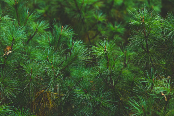 istock Natural green coniferous background 1271738785