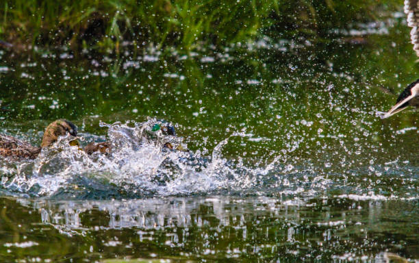 istock Mallards splashing about int he water. Inglewood Bird Sanctuary, Calgary, Alberta, Ca 1271740104