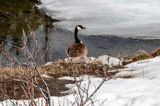 Canada Goose on the lakeshore. Peterlougheed Provincial Park, Alberta, Canada