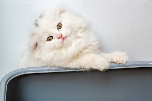 Beautiful Newborn White Chinchilla Kitten looking