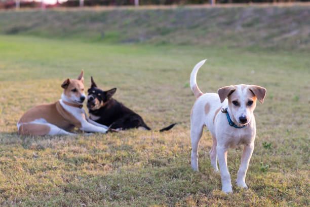 istock Dogs do not care to play. 1271744602