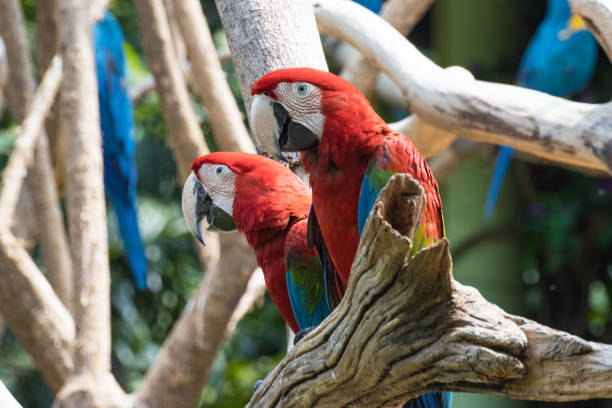 istock Close up  Red  Macaw on a branch 1271744712