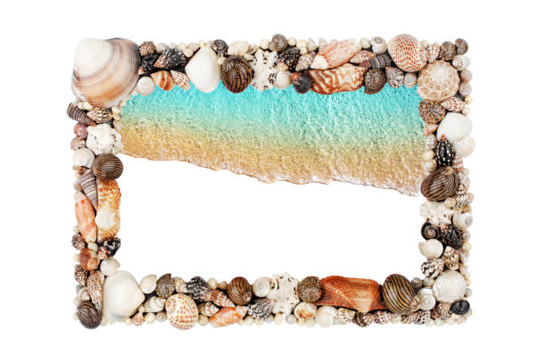 istock Sea shells frame white background isolated closeup seashells border, blue wave sand beach, turquoise ocean water pattern, summer holidays backdrop, tropical island vacation, travel banner, copy space 1271745275
