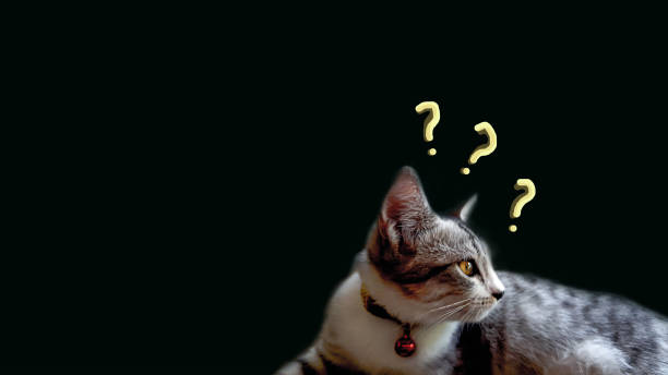 istock a cat on the black background and copy space. 1271745407