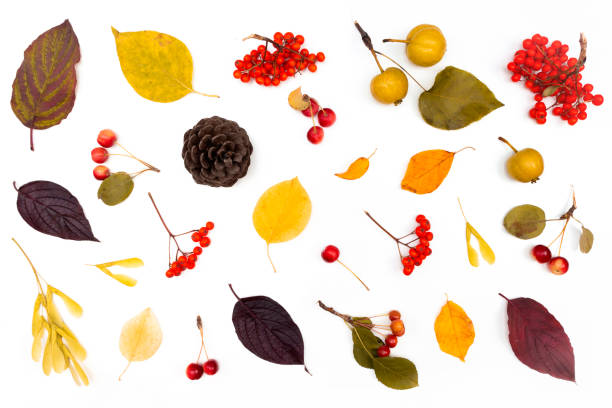 istock Leaves isolated on white background. Autumn clip art. 1271746783