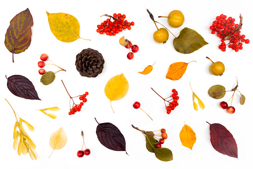 Leaves isolated on white background. Autumn clip art. Colorful bright fall plants. Wild berries mountain ash tree. Rowanberry bunch. Autumnal pattern for Thanksgiving design. Natural decoration.