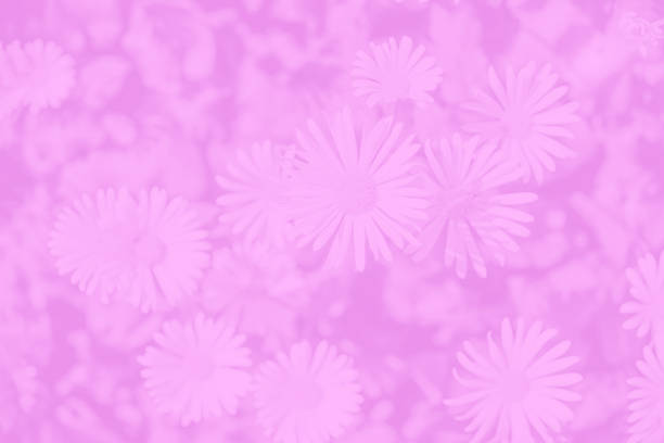 Dry flowers of hydrangea covered by snow on a defocused garden background with beautiful bokeh light. Toned image, space for copy.