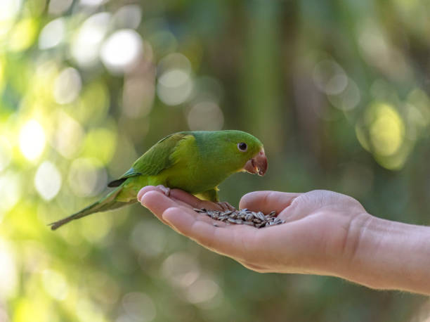 Quirky Moments - Plain Parakeet photographed eating in a hand
