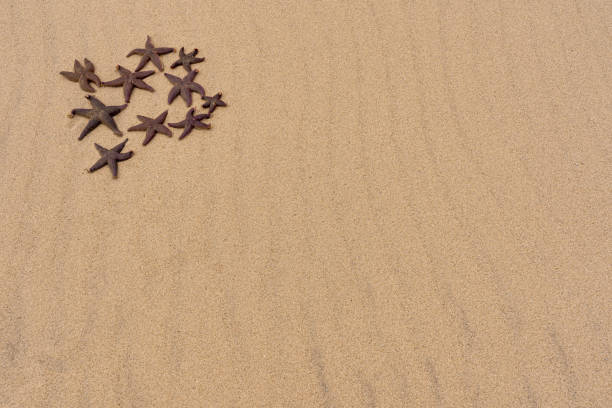 Part of a dead coral lying on the beach. Conceptual photography showing the consequences of global warming resulting coral bleaching and death of the microorganism.