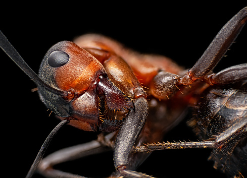 Ant under microscope
