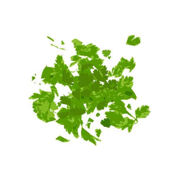 新鮮な緑の刻まれたパセリの葉は白い背景に隔離された - parsley点のイラスト素材／クリップアート素材／マンガ素材／アイコン素材