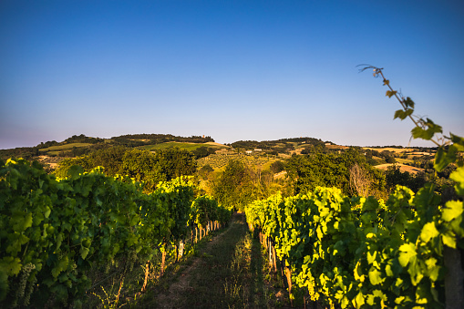 panorama of hills with vineyards