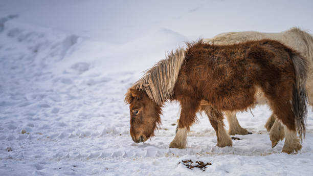 istock Animal Photo 1271751501