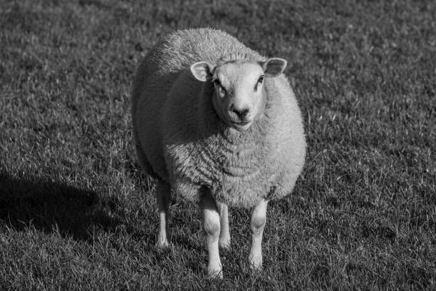 istock Sheep and lamb in the field 1271752457