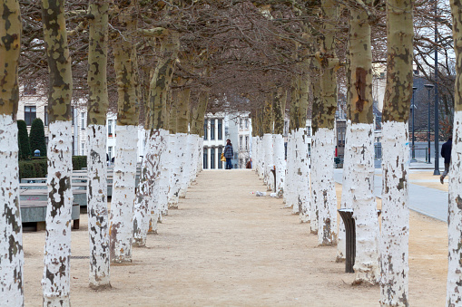 People between maple trees at Mons des Arts in Brussels in end of winter. View between trees to end of square.