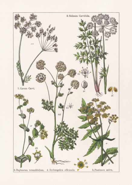 magnoliidy, apiaceae, chromolitograf, opublikowane w 1895 - angelica plant flower uncultivated stock illustrations