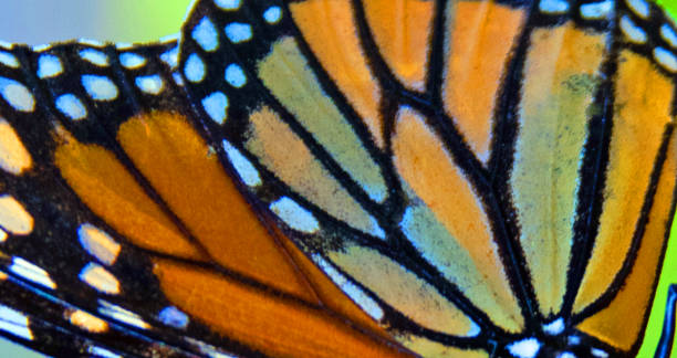 istock Abstract art-Butterfly Wing-Indiana 1271754215