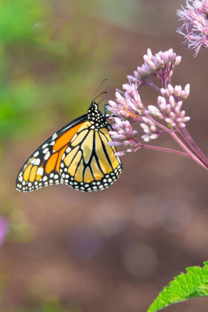 istock Butterfly-pink flower-Howard County Indiana 1271754272