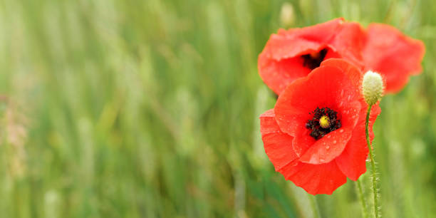 밝은 빨간 양귀비 꽃, 비에서 젖은 꽃잎, 녹색 필드에서 성장, 클로즈업 세부 사항, 텍스트 왼쪽에 대한 공간 - macro poppy red close up 뉴스 사진 이미지