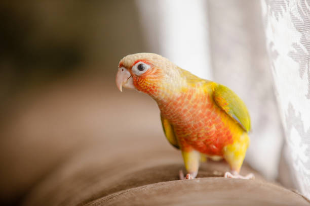 Lovely beautiful parrot, Green cheek conure, pineapple conure Lovely beautiful parrot, Green cheek conure, pineapple conure on sofa. green cheek conure stock pictures, royalty-free photos & images