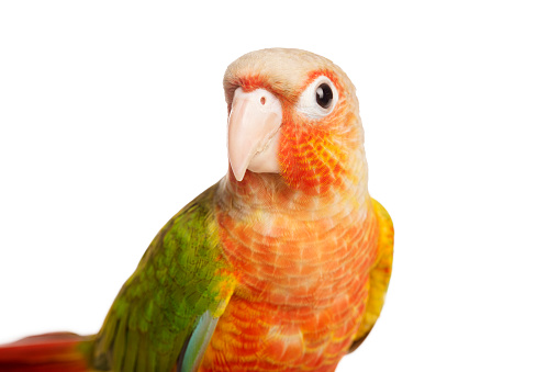 Lovely beautiful parrot, Green cheek conure, pineapple conure in studio shot.