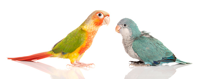 Lovely beautiful parrot, Green cheek conure with Quaker parrot in studio shot.