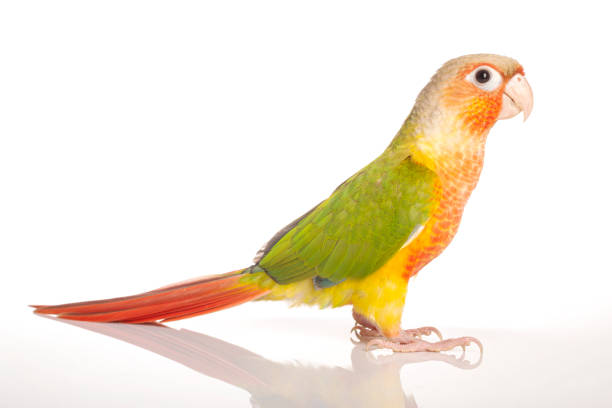 Lovely beautiful parrot, Green cheek conure, pineapple conure Lovely beautiful parrot, Green cheek conure, pineapple conure in studio shot. green cheek conure stock pictures, royalty-free photos & images