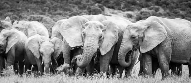istock Black and white Elephant group in African Savana 1271757024
