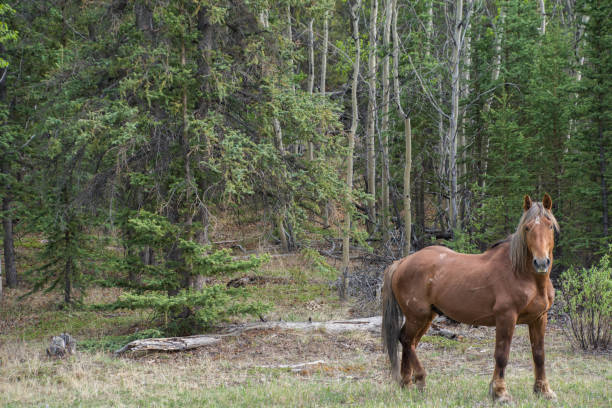 A lovely brown horse with fall colors at the Terra Norstra Horse Ranch, Kleena Kleene, Chilcotins, BC Canada