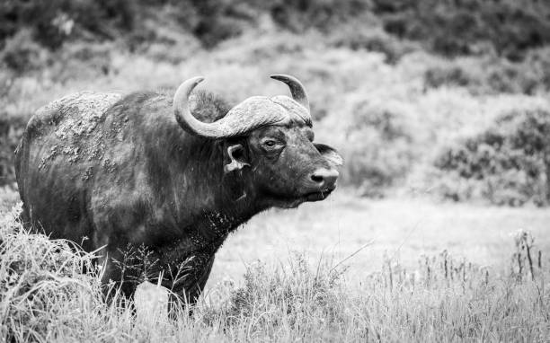 istock Buffalo in South African wild grass field 1271759962