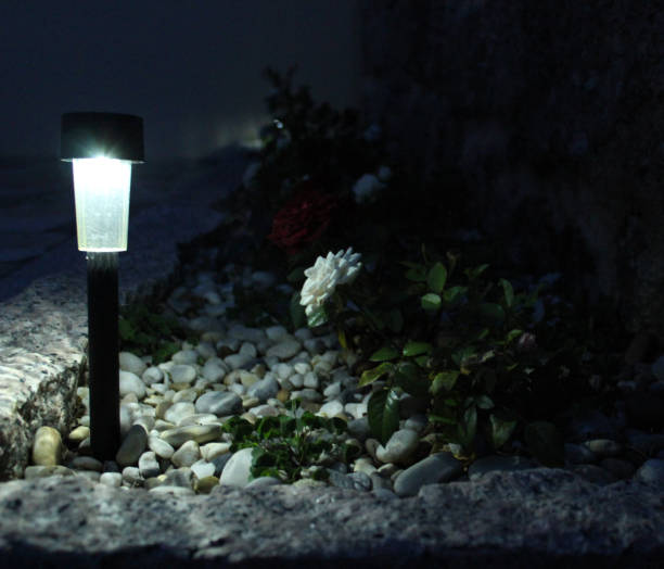 istock white rose at night illuminated by dim light and by the moon 1271760204