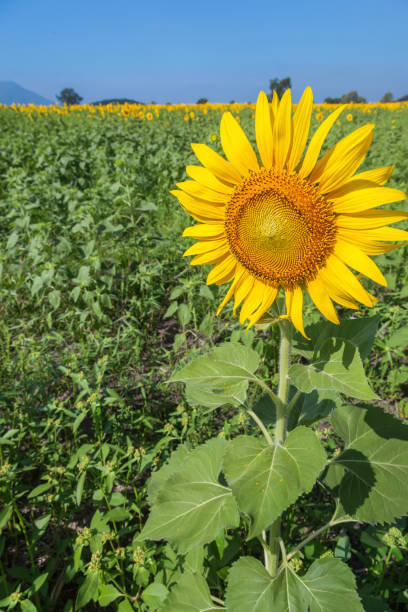 Landscape of natural sunflowers field blooming on blue sky background stock photo