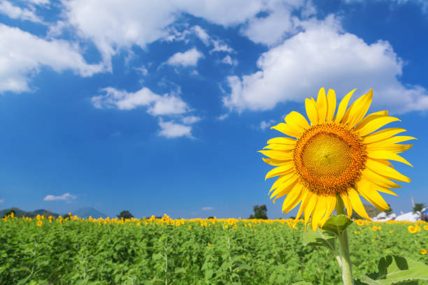 Landscape of natural sunflowers field blooming on blue sky background stock photo