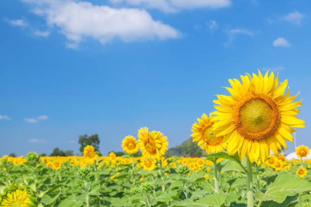 Landscape of natural sunflowers field blooming on blue sky background stock photo