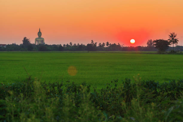 Landscape of green paddy field with big buddha image background at sunset stock photo