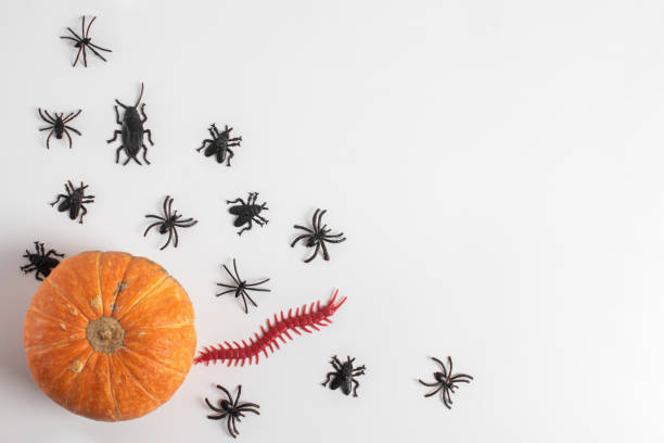 istock Flat halloween background with pumpkin, spiders and bats on a white background. Copy space for text. Festive concept. 1271761148