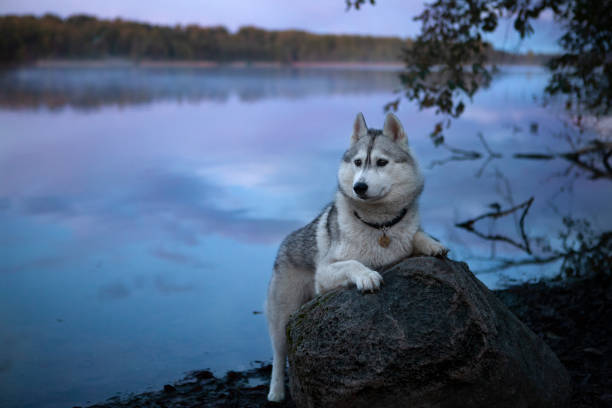istock husky dog in the lake 1271762726
