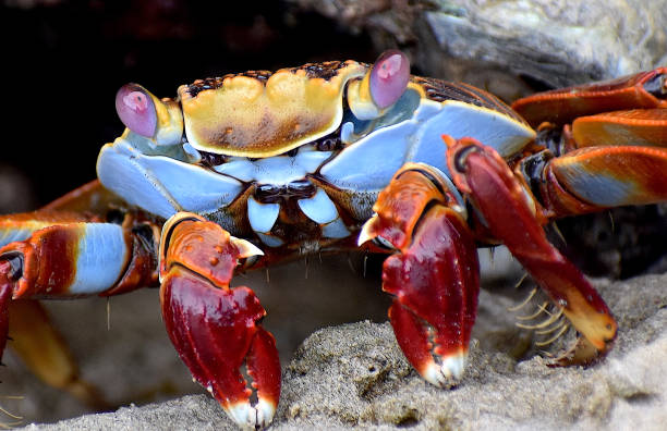 istock Zayapa crab, detail. 1271763585