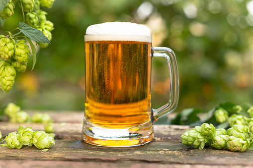 A mug of beer with foam on a background of hops.