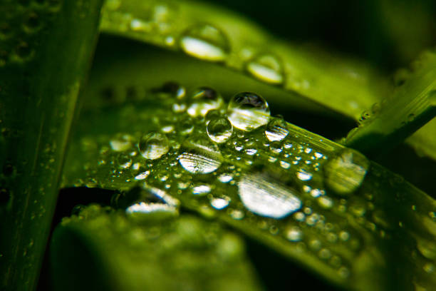 Details of water drops on grass blade 7 in Peñarroya-Pueblonuevo, AL, Spain