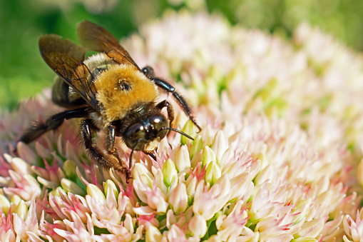 Bee pollinates a seedum flower. in Mount Joy, PA, United States