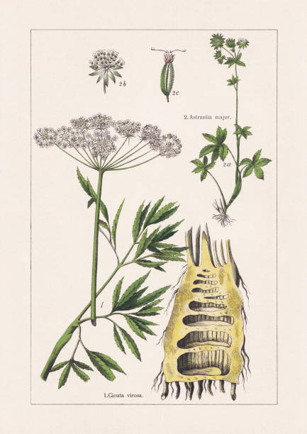 Magnoliids, Apiaceae, chromolithograph, published in 1895 Magnoliids, Apiaceae: 1) Cowbane (Cicuta virosa), stem with leaves, umbel, and root; 2) Great masterwort (Astrantia major), a-stem with leaves and blossoms, b- umbel, c-seed. Chromolithograph, published in 1895. cicuta virosa stock illustrations