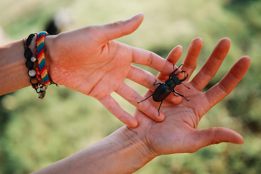Close up on woman’s hands, holding a stag beetle.