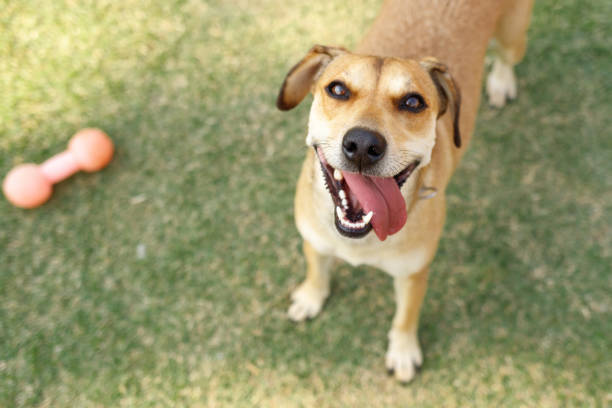 Happy dog waiting to play.